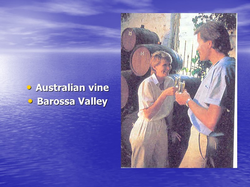 Australian vine Barossa Valley